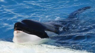 Transfert des orques de Marineland  à Loro Parque : One Voice organise des actions partout en France  ces 3 prochaines semaines 