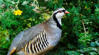 Victoire pour les tétras-lyres et les perdrix bartavelles : One Voice fait suspendre leur chasse dans les Alpes-de-Haute-Provence