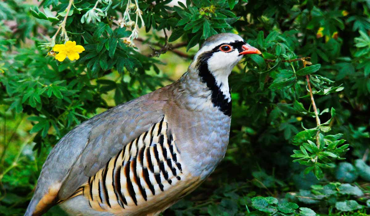 Victoire pour les tétras-lyres et les perdrix bartavelles : One Voice fait suspendre leur chasse dans les Alpes-de-Haute-Provence