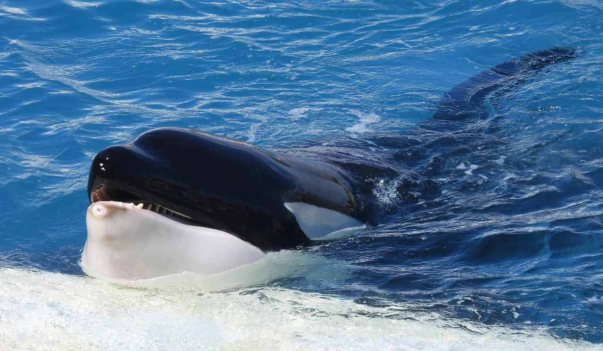 Transfert des orques de Marineland  à Loro Parque : One Voice organise des actions partout en France  ces 3 prochaines semaines 