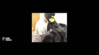 Dog sitter zoophile : 2 ans après la plainte de One Voice, le coupable devant les juges de la Nièvre