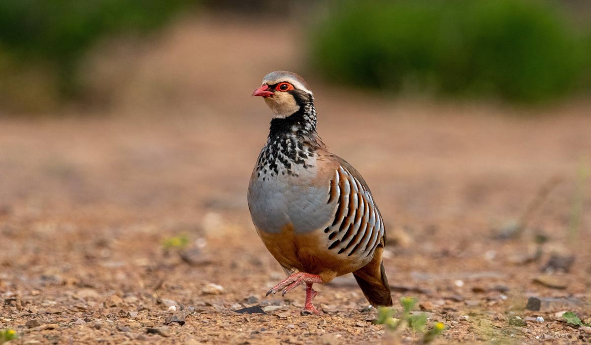 Victoire pour les tétras-lyres et les perdrix bartavelles : One Voice fait suspendre leur chasse dans les Alpes-de-Haute-Provence Victoire pour les tétras-lyres et les perdrix bartavelles : One Voice fait suspendre leur chasse dans les Alpes-de-Haute-Provence