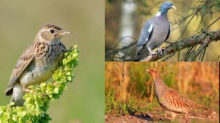 Chasses traditionnelles : One Voice au Conseil d’État le 20 octobre et à Toulouse pour les perdrix et les palombes