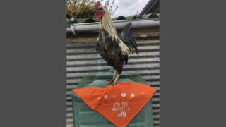 Onyx ou la fin des combats