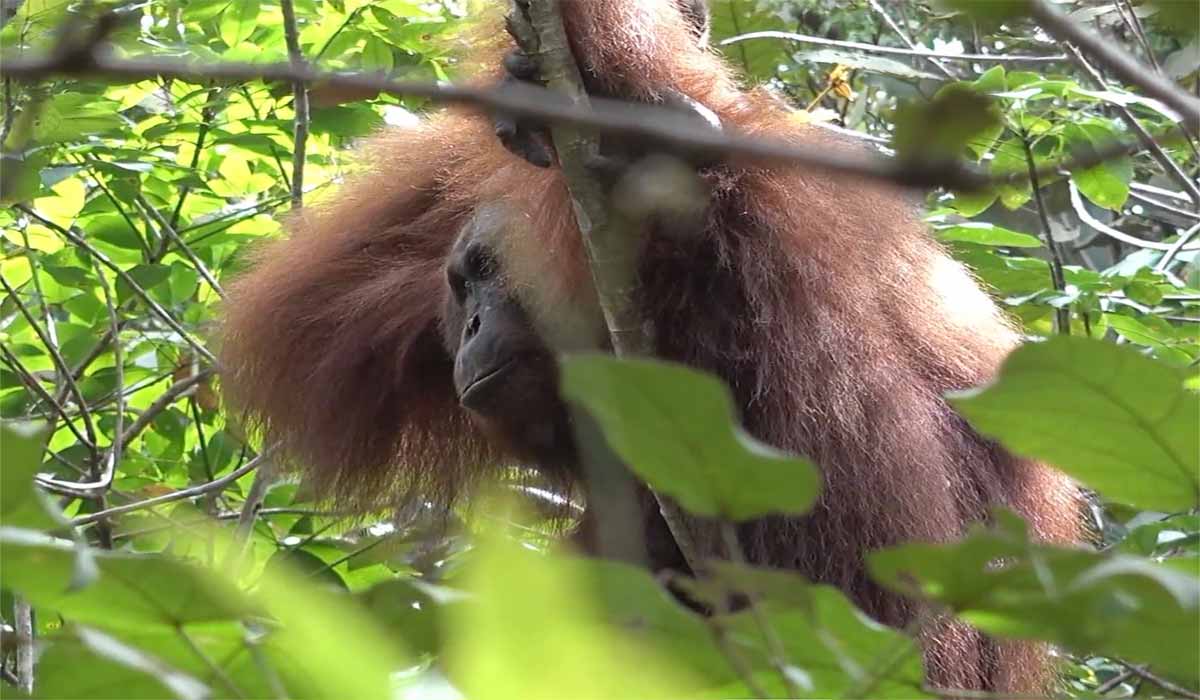 Alors que Bornéo brûle, l’association Kalaweit lance un appel aux mécènes pour créer un sanctuaire de 7 000 hectares vital pour la biodiversité