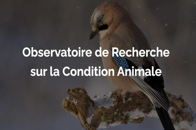 Lancement d’un réseau prospectif CNRS – L’Observatoire de Recherche sur la Condition Animale (ORCA)