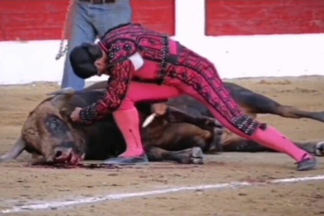 Corrida, l’ultime mutilation à vif des taureaux suppliciés