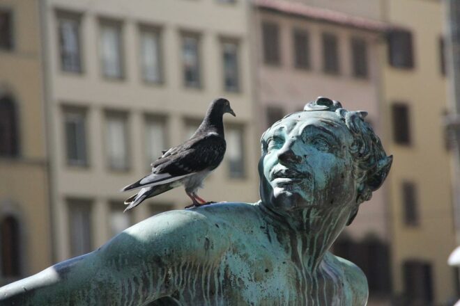 Régulons la population des pigeons « sans cruauté »