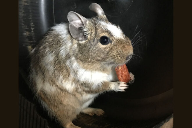 Orphée, rescapé d’animalerie