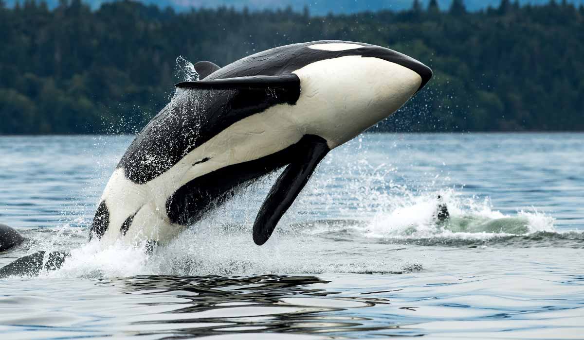 Urgence pour les orques et dauphins du Marineland : le Parti animaliste refuse leur transfert vers l’Espagne ! Urgence pour les orques et dauphins du Marineland : le Parti animaliste refuse leur transfert vers l’Espagne !