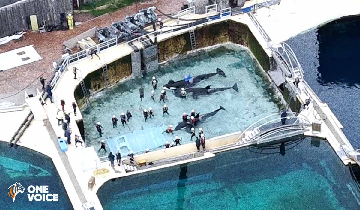 Le rapport commandé par le ministère de l’Écologie est paru : l’avenir des orques et des dauphins de Marineland en jeu