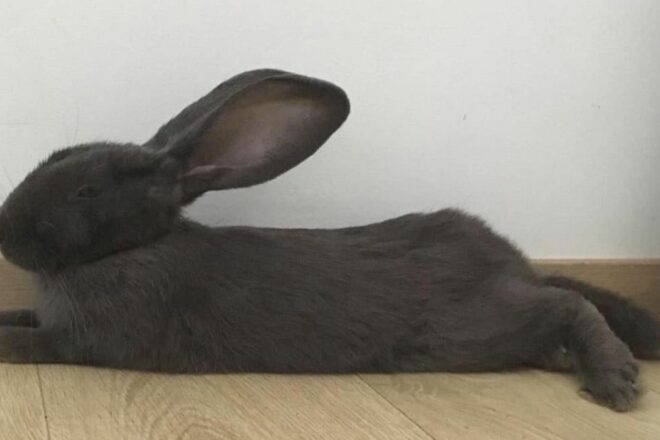 Présentation de l’association Oups And Co