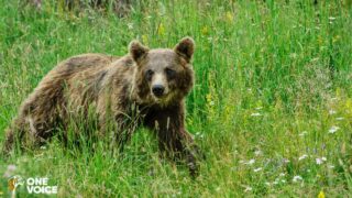 Effarouchement des ours : en Ariège, nouvel arrêté… et contre-attaque immédiate