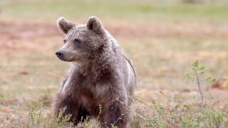 Nouvelle double victoire pour les ours : la pugnacité de One Voice écrit la jurisprudence en Ariège