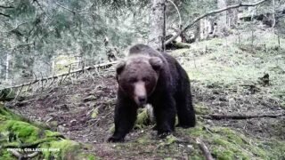One Voice contre l’effarouchement des ours : audience le 16 juin 2023 au Conseil d’État