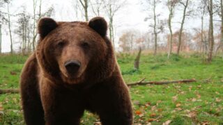 Sondage Ipsos/One Voice : 9 Français sur 10 en faveur des ours