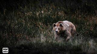 Lumineuse 1ère victoire de One Voice pour les ours des Pyrénées !