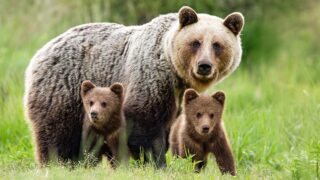 Ours Ariège: face au déni de justice, One Voice contre-attaque et demande la démission de la préfète