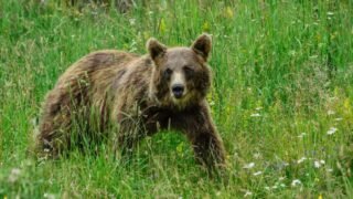 Tirs d’effarouchement des ours : les semaines se suivent et se ressemblent en Ariège…