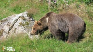 La préfecture de l’Ariège persiste: nouvel arrêté d’effarouchement des ours. Audience le 27 août