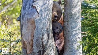 One Voice fait suspendre tous les arrêtés permettant l’effarouchement des ours bruns en Ariège!