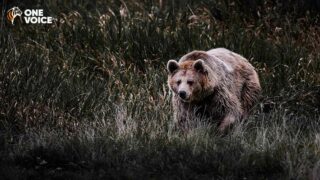 Victoire partielle de One Voice pour les ours de l’Ariège