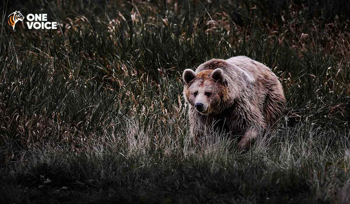 Victoire partielle de One Voice pour les ours de l’Ariège