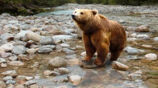 Ours/ Ariège : One Voice obtient à l’arraché la suspension des arrêtés préfectoraux