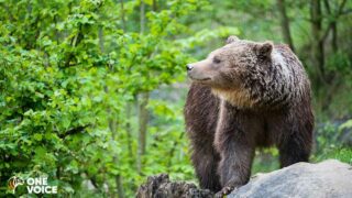 Ours en Haute-Garonne : contre les manœuvres du préfet, One Voice attaque !