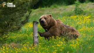 Effarouchement des ours en Ariège : One Voice obtient la suspension inédite des tirs de jour
