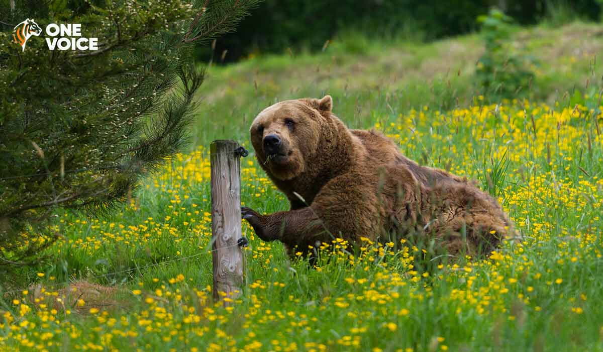 Effarouchement des ours en Ariège : One Voice obtient la suspension inédite des tirs de jour