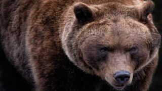 Effarouchement des ours dans les Pyrénées : le gouvernement met les fusils entre les mains des éleveurs, One Voice saisit le Conseil d’État