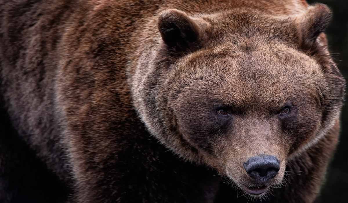 Effarouchement des ours dans les Pyrénées : le gouvernement met les fusils entre les mains des éleveurs, One Voice saisit le Conseil d’État Effarouchement des ours dans les Pyrénées : le gouvernement met les fusils entre les mains des éleveurs, One Voice saisit le Conseil d’État