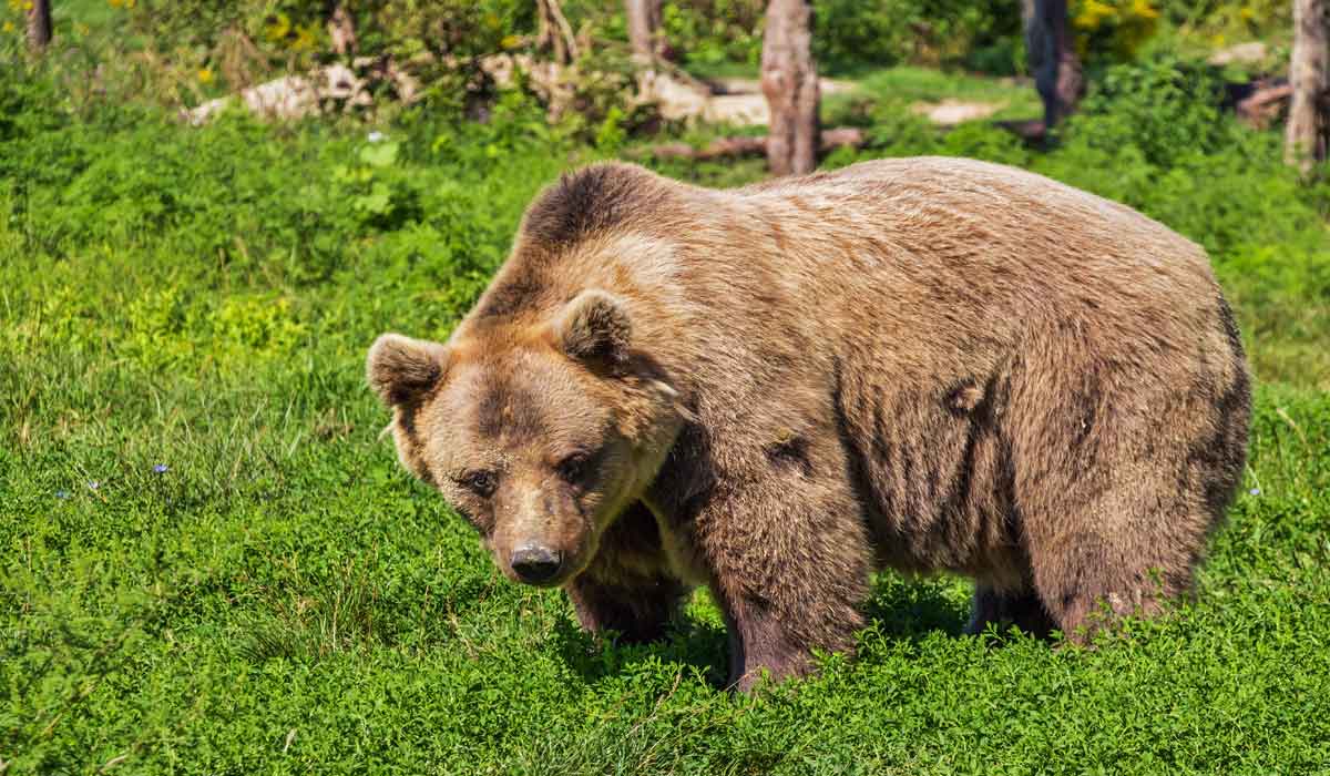 Ours dans les Pyrénées : One Voice refuse que leur harcèlement devienne la règle Ours dans les Pyrénées : One Voice refuse que leur harcèlement devienne la règle