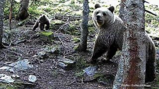 Contre l’effarouchement des ours bruns dans les Pyrénées, audience au Conseil d’État le 24 mai