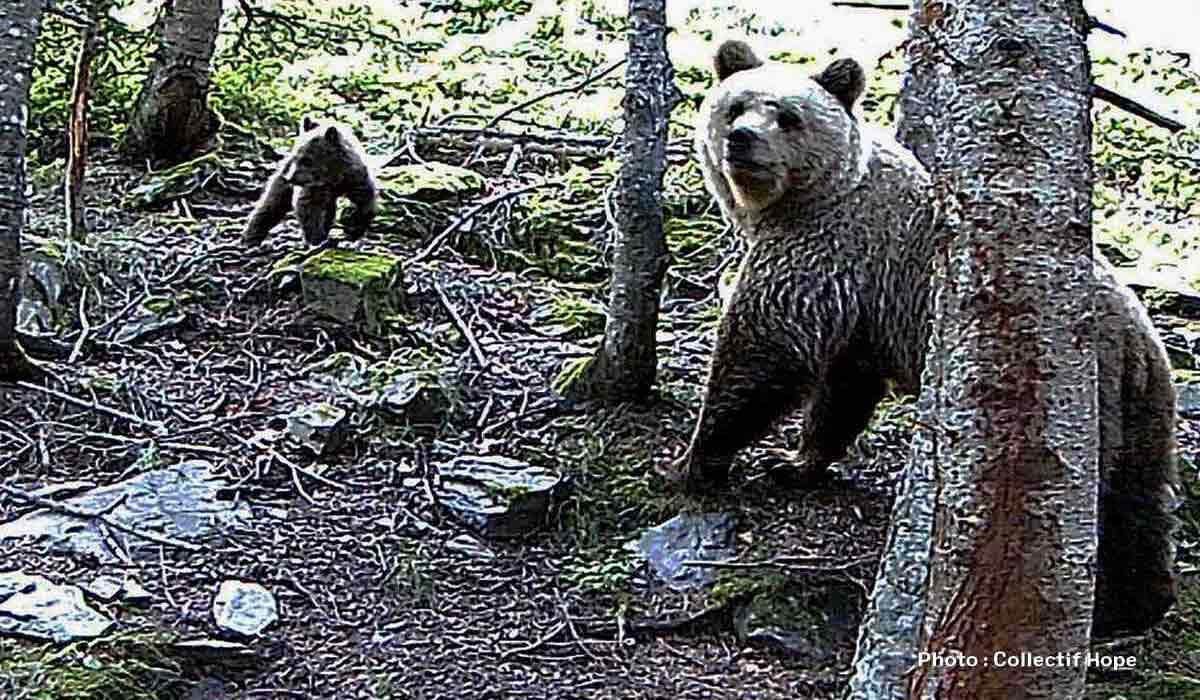Contre l’effarouchement des ours bruns dans les Pyrénées, audience au Conseil d’État le 24 mai