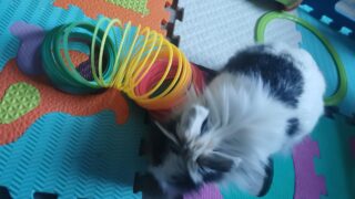 Qui sont les animaux médiateurs ?