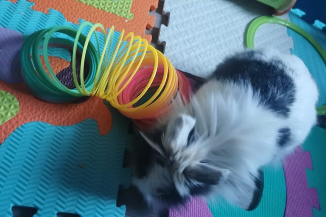 Qui sont les animaux médiateurs ?