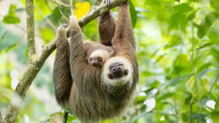 Deux espèces de paresseux obtiennent des protections internationales contre leur commerce