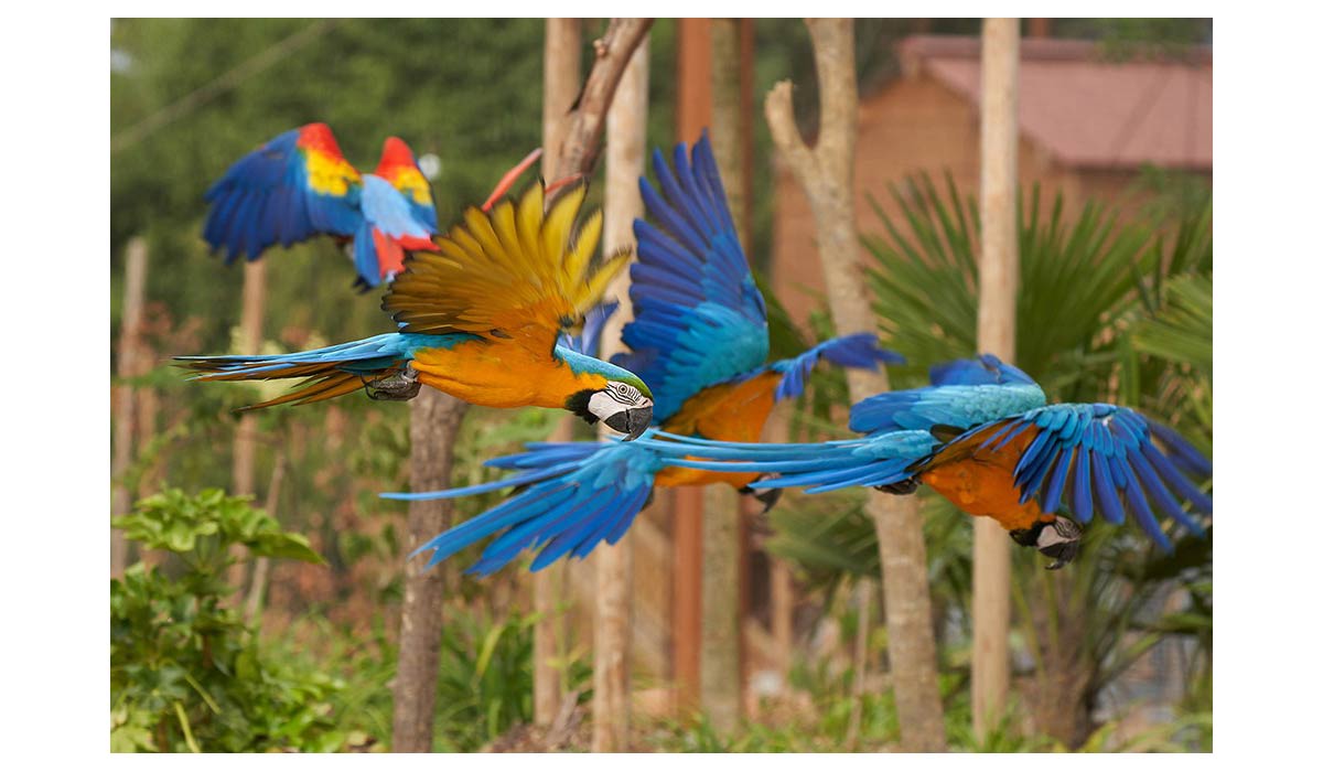 Parrot World annonce l’ouverture du plus grand sanctuaire de perroquets au monde et lance un cri d’alerte Parrot World annonce l’ouverture du plus grand sanctuaire de perroquets au monde et lance un cri d’alerte