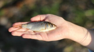 « Empalés par la bouche, par les yeux ou transpercés par une tige », connaissez-vous la pratique de la pêche au vif ?