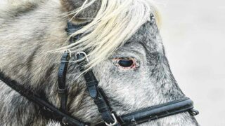 Une journaliste au service des animaux