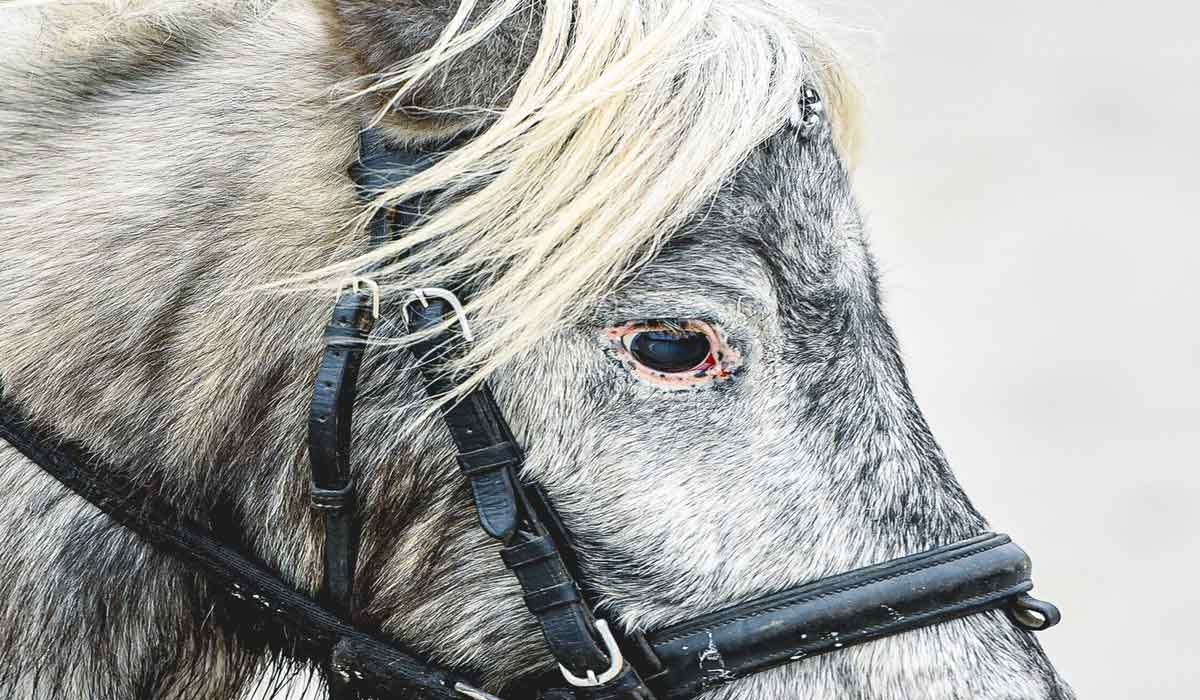 Une journaliste au service des animaux