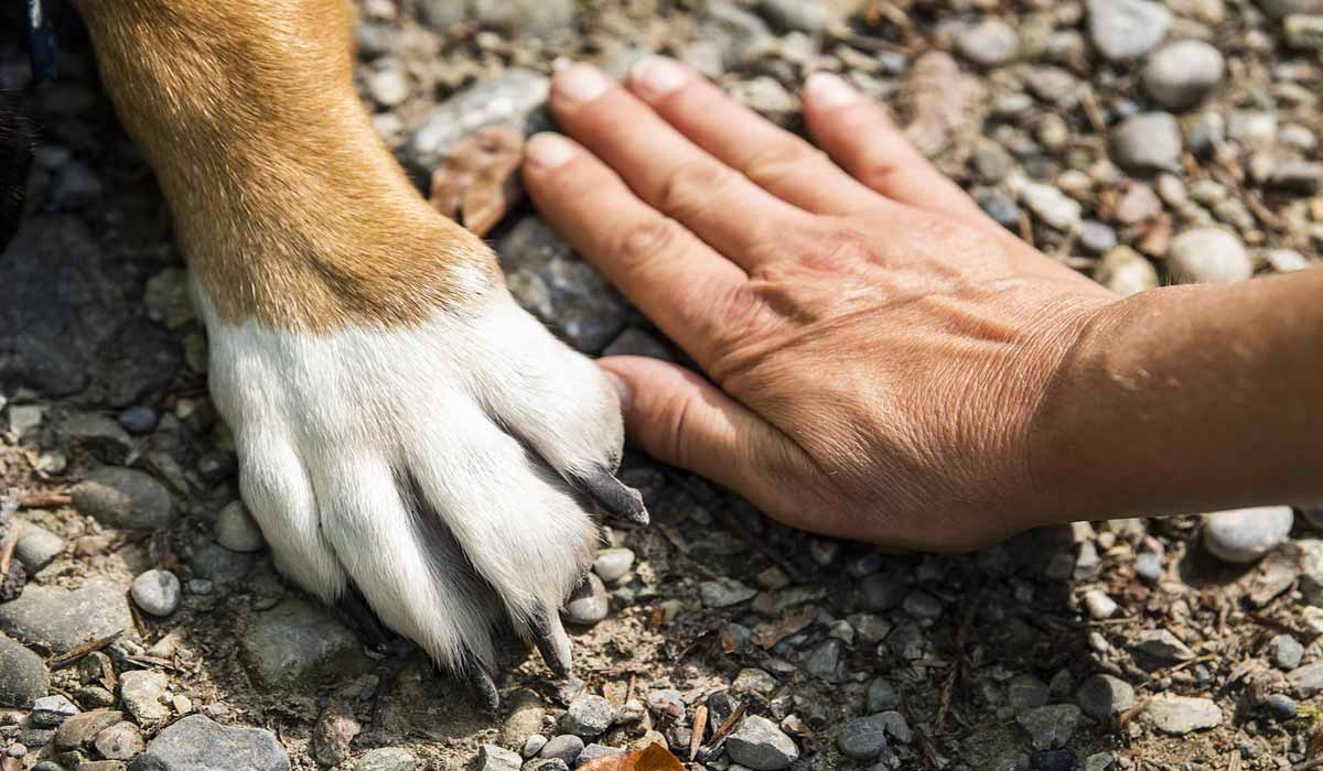 Saint-Valentin : les chiens, véritables « Cupidon » modernes