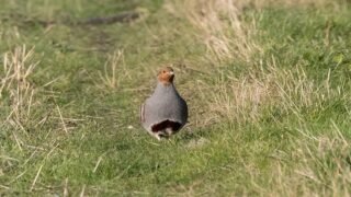 Chasse des perdrix grises : transformer l’essai dans les Pyrénées-Atlantiques !