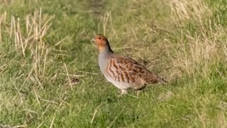 Victoire de One Voice pour les perdrix grises de montagne dans les Pyrénées Orientales