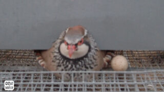 Deux-Sèvres : recours et images de One Voice d’un élevage d’oiseaux pour la chasse