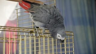 De la maltraitance des NAC exotiques à la disparition d’animaux indigènes !