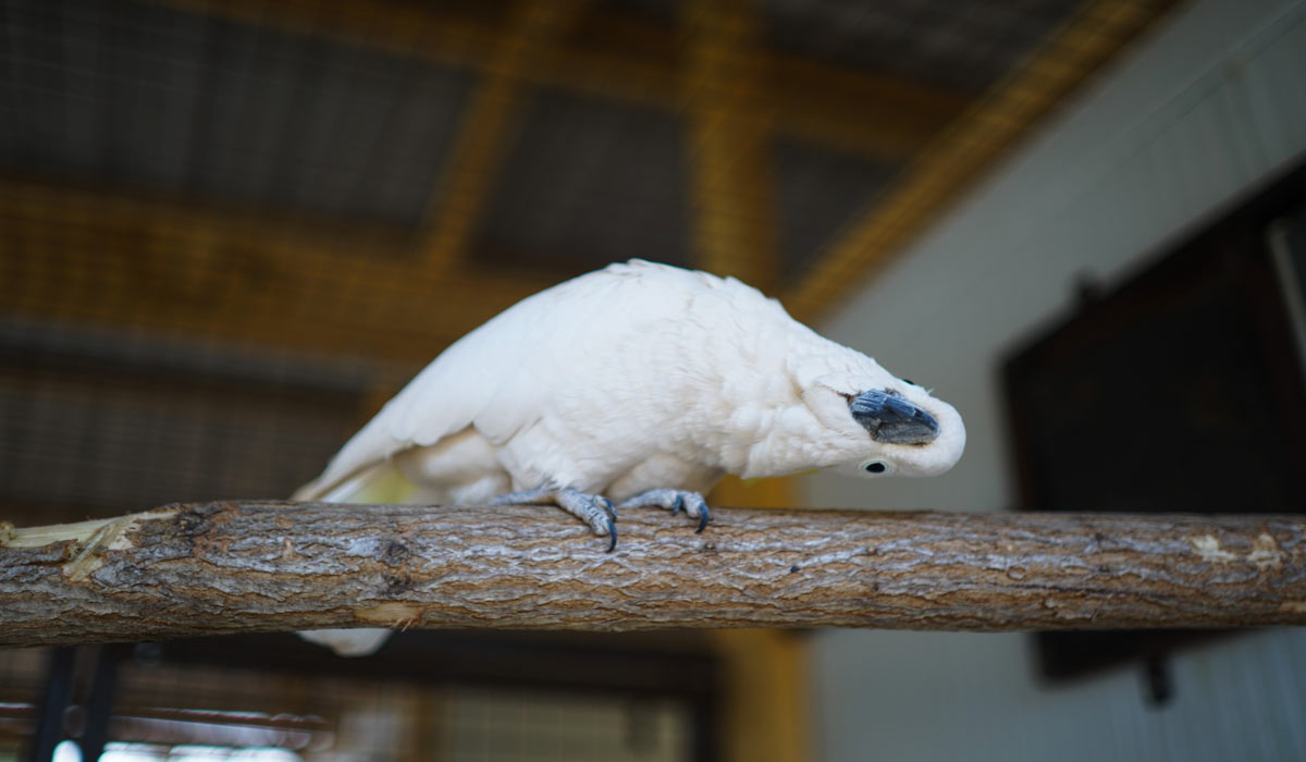 Le Sanctuaire de la Parrot Wildlife Foundation – Les pensionnaires et leurs histoires Le Sanctuaire de la Parrot Wildlife Foundation – Les pensionnaires et leurs histoires