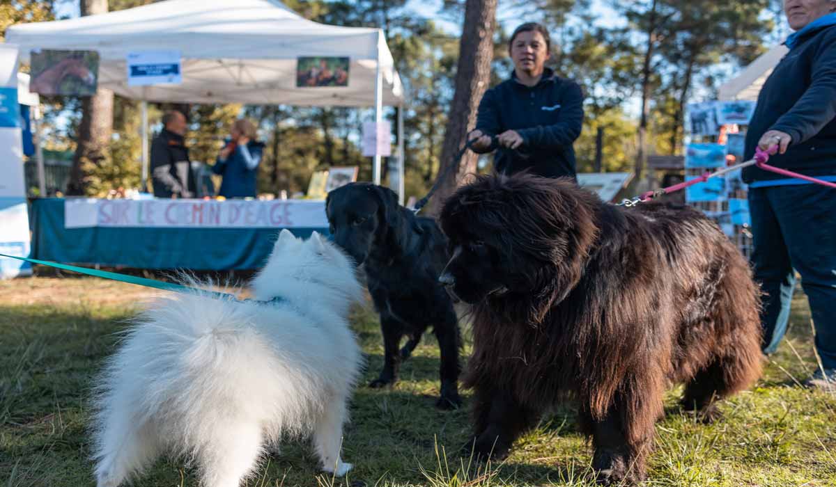 Pessac (Gironde) organise la 4e Journée mondiale des animaux à la Forêt du Bourgailh Pessac (Gironde) organise la 4e Journée mondiale des animaux à la Forêt du Bourgailh